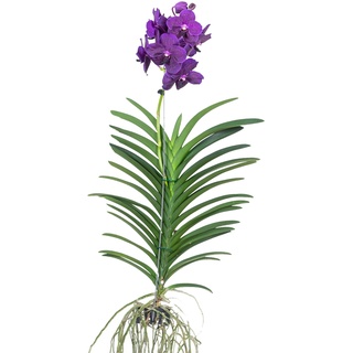 Plant in a Box Vanda Velvet Blackberry - Orchid Höhe 65-75cm