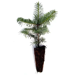 Nordmanntanne Setzlinge Tlugi als Containerpflanzen Abies Nordmanniana Tlugi 15-30cm (140)