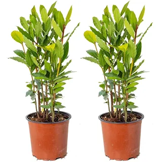 Bloomique - 2er-Set - Laurus Nobilis - Lorbeerstrauch - Gartenpflanze - Winterhart - Höhe 30-40 cm - Topf 15 cm