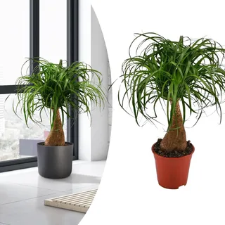 Happy Plants Becaurnea Elefantenfuß Pflanze I 70 cm x ⌀19 cm, exotische Zimmer-Pflanze, auch zur Luftreinigung, echte-Pflanze Indoor Grünpflanze grün, frisch aus unserer Gärtnerei