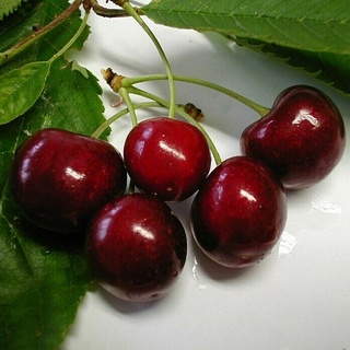 Süßkirschbaum Schneiders Späte Knorpelkirsche  (Prunus, Erntezeit: Juni)