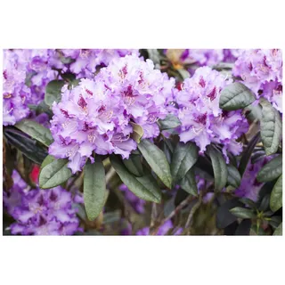 Pflanzen Für Dich Rhododendron Hybr. 'Blue Peter', blauviolett, 30–40 cm