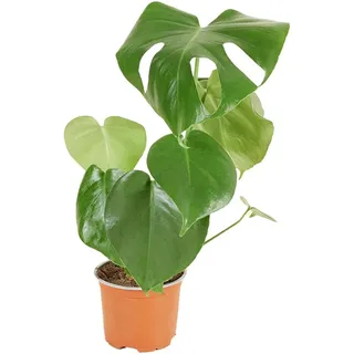 Bloomique - Monstera Deliciosa - Fensterblatt - Zimmerpflanzen - Pflegeleicht - Luftreinigend - Höhe 30-40 cm - Topf 12 cm