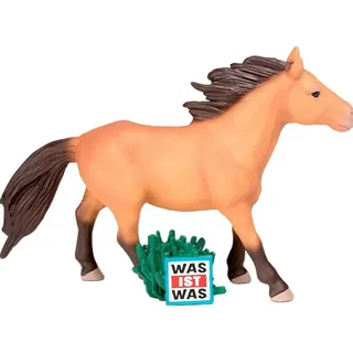 Wissen Wunderbare Pferde/Reitervolk Mongolen