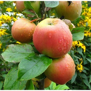 Apfelbaum Rote Goldparmäne  (Malus domestica Rote Goldparmäne, Erntezeit: September)