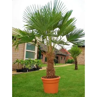 Seltene Palmen Kreuzung Trachycarpus Fortunei/Wagnerianus bis 160 cm. Frosthart bis - 18 Grad Celsius