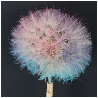 Trockenblume Trockenblumen Deko Pusteblume filigran stabilisiert langlebig, 4 Stück, Florists Products, Höhe 50 cm weiß