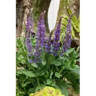 PlantaPro Ziersalbei Sensation Sky Blue - Salvia nemorosa