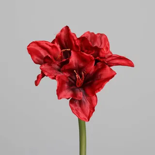 DPI Amaryllis mit drei Blüten, 65 cm, red