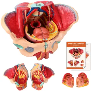 Weiblicher Beckenboden Modell, Anatomie Modell Beckenboden, Weibliches Beckenmodell Lebensgröße Mit Abnehmbaren Organen 4-teiliges, Für Lehr-Lern-Display