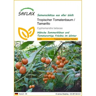 SAFLAX - Tropischer Tomatenbaum/Tamarillo - 50 Samen - Cyphomandra betacea