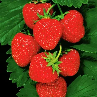 Erdbeere Senga® Sengana®, im ca. 9 cm-Topf