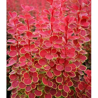 BALDUR Garten 1x Berberitze Orange Sunrise, Pflanze im 9x9 cm-Topf, bienen- & schmetterlingsfreundlich, dekorative Pflanze, winterhart, pflegeleicht, blühend, Berberis thunbergii