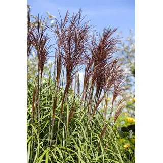 Pflanzen für Dich Gräser Miscanthus sinensis 'Ghana', 1 St., Chinaschilf, Zebragras, herbstfärbung rot, aufrecht wachsend rosa