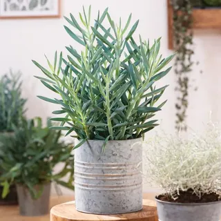 Senecio Aquarine Mount Everest®, Höhe ca. 25-30 cm