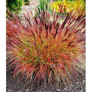 BALDUR Garten 1x Chinaschilf Red Chief, Pflanze im 9x9 cm-Topf, Miscanthus sinensis, winterharte Staude, Chinagras, trockenresistent, Wasserbedarf ...