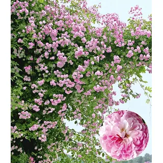 BALDUR Garten 1x Rambler-Rose 'Paul's Himalayan Musk Rambler', Pflanze wurzelballiert, Kletterrose, Schlingrose, winterhart, mehrjährige Kletterpf... - Rosa