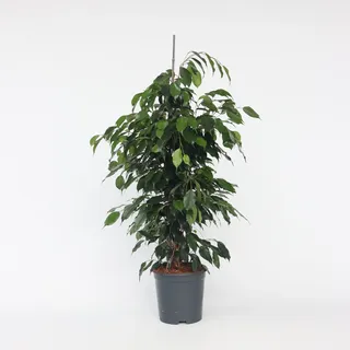 Plant in a Box - Geigenpflanze - Ficus benjamina 'Danielle' - Höhe 100-110cm - Topf 21cm