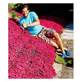 BALDUR Garten Winterhart Bodendecker-Nelke Vivid®, 3 Pflanzen winterharte Polsterstaude Gartennelke, mehrjährig, pflegeleicht, Wasserbedarf gering, blühend, Dianthus Hybride