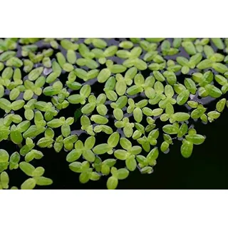 Lemna Minor Wasserlinse