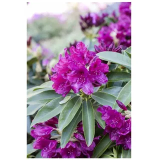 Rhododendron Hybr. 'Old Port', Rhododendron, purpurrot, 60–70 cm