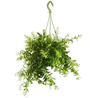 Dehner Schamblume, Aeschynanthus japhrolepis, Grün