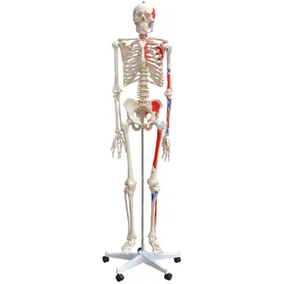 Anatomie Modell Skelett mit Knochen Körper Mensch Muskeln Medizin Skeleton Skelett Lebensgroß 175 cm Menschliches mit Ständer Menschen Körper Lehrmodelle MedMod