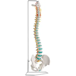 Erler-Zimmer Flexible Wirbelsäule - Weiß