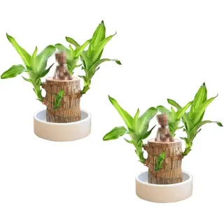 PETSBURG Brazilian Wood Lucky Plant Mini Brasilien Glücksholz Hydroponic Potted Stump Mini Plant Glücksbambus Office Desk MiniBrazil Lucky Wood Indoor Büro Desktop Pflanze (2)