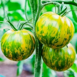 Tomatensamen Green Zebra