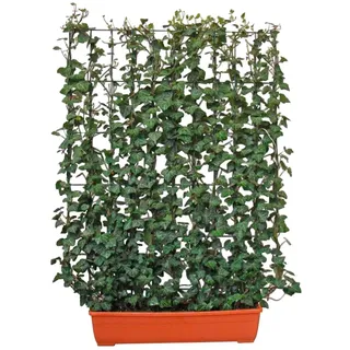 Helix Efeu Hecke am laufenden Meter für den Balkon 130 cm hoch 100 cm breit Hedera
