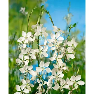 Pflanzen Für Dich Gaura Lindheimerii Prachtkerze Weiß Ca 11x11 cm Topf