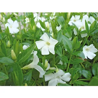 Immergrün Alba Weiß Topf-Ø ca. 9 cm Vinca minor