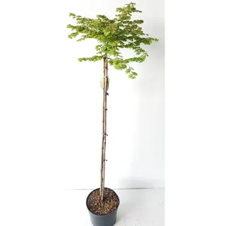 pflanzen-boering Metasequoia Matthaei Broom Kugel-Mammutbaum Stämmchen 160-170 cm