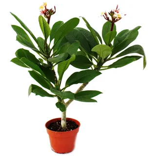 Exotenherz - Hawaianischer Tempelbaum - Plumeria - Überraschungsfarbe