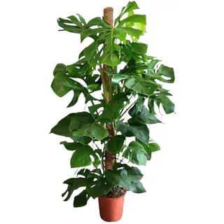 Trendyplants - Monstera Deliciosa - Lochpflanze - Zimmerpflanze - Höhe 140-160 cm - Topfgröße Ø27cm