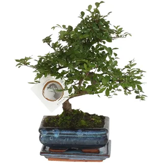 Plant in a Box - Bonsaibaume - Zelkova serrata - Höhe 20-25cm - Topf 15cm