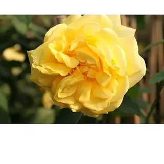 Kletterrose  (Rosa 'Golden Gate' -R-, Goldgelb)