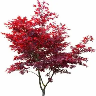 1 x Japanischer Fächerahorn Acer palmatum ‘Atropurpureum’ 80-100 cm im Topf | winterhart & schnittverträglich | dekorativer Zierbaum für Garten & Kübel | sofort pflanzbar | Roter Fächerahorn | Ahorn