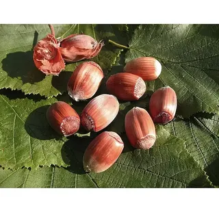 Haselnussstrauch Purpurea  (Corylus maxima 'Purpurea', Erntezeit: September)