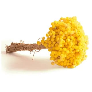 Trockenblume Immortelle getrocknet Gelb Trockenblumen Blumenstrauß Immortelle, ROSEMARIE SCHULZ Heidelberg, Höhe 30 cm, 30 cm lang - 15-20 Stiele, Made in Germany gelb