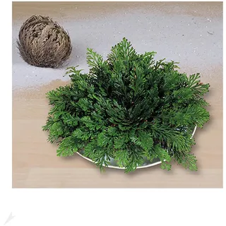 BALDUR Garten 1x Rose von Jericho, Wurzelware in Größe I | Zimmerpflanze, Wüstenrose, mehrjährig - frostfrei halten, pflegeleicht, Wasserbedarf gering, Selaginella lepidophylla