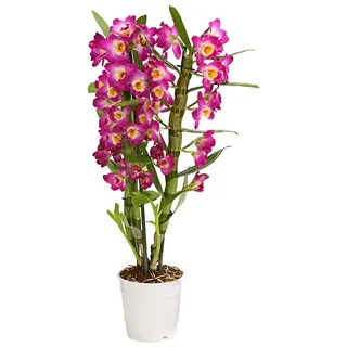 Dehner Traubenorchidee, üppige pinke Blüten, ca. 40-50 cm, Ø Topf 12 cm, Zimmerpflanze