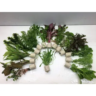 5 Bund 30 Stängel Aquarienpflanzen Wasserpflanzen