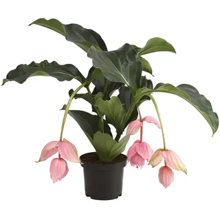 Dehner Medinille, rosa-farbene Blüten, ca. 60-70 cm, Ø Topf 17 cm, Zimmerpflanze