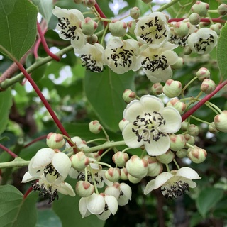 Baumschule WEDROWSKI w Actinidia Männlicher scharfblättriger Bestäuber 2L Pflanze für Anfänger und professionelle Gärtner - Ideal für Kleingarten, Garten - Schöne Pflanze mit ungewöhnlichen Blüten