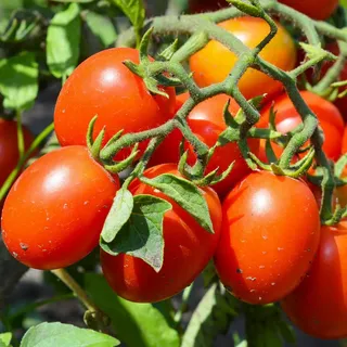 De Berao Bio-Tomatensamen