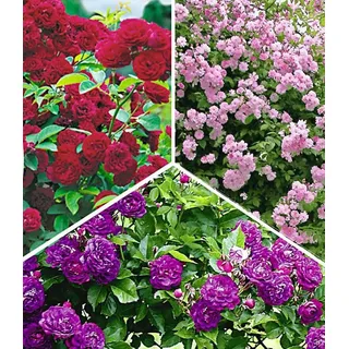 BALDUR Garten Rose Rambler-Rosen-Kollektion, 3 St., Gefüllt-blühend, winterhart, mehrjährig, pflegeleicht bunt