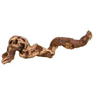 Trixie Weinrebe, M: 30–40 cm,