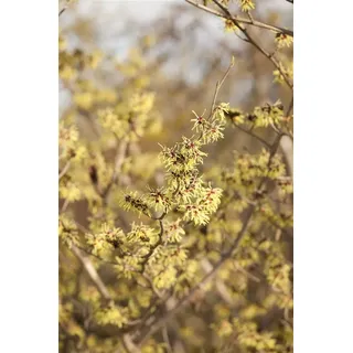 Pflanzen für Dich Gehölze Hamamelis virginiana, 1 St., Virginische Zaubernuss, Herbstblühende Zaubernuss gelb
